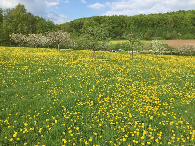 instarch 180428 3264 x 2448-bogenschiessen