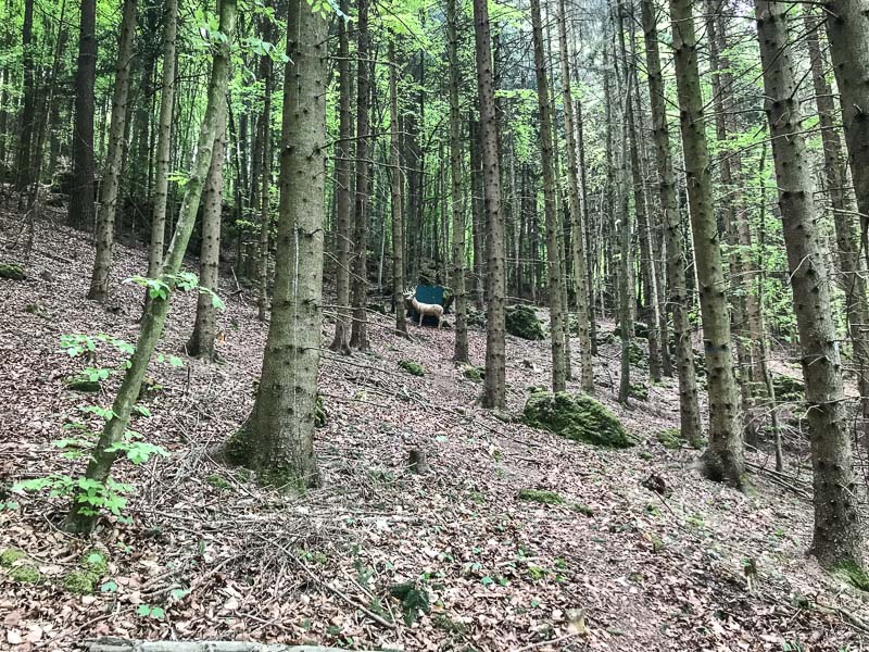 instarch 180428 4032 x 3024 12-bogenschiessen