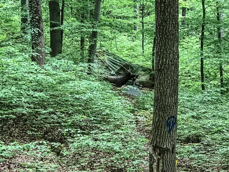 instarch 180428 4032 x 3024 4-bogenschiessen