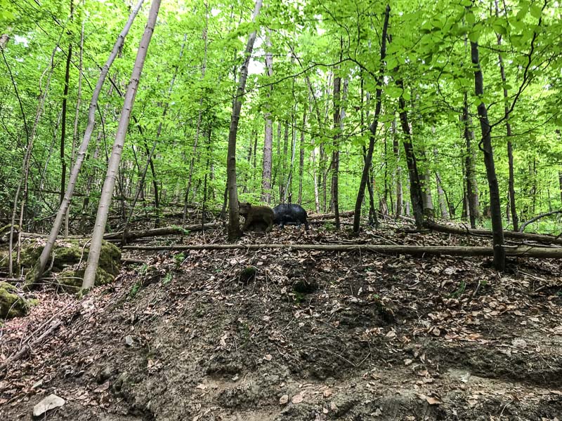 instarch 180428 4032 x 3024 9-bogenschiessen