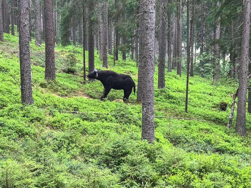 instarch 180504 4032 x 3024 9-bogenschiessen