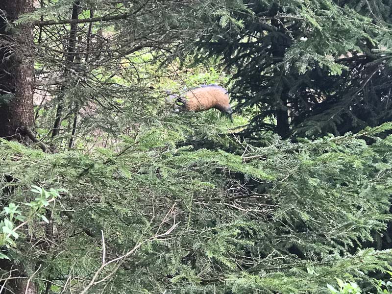 instarch 180506 4032 x 3024-bogenschiessen