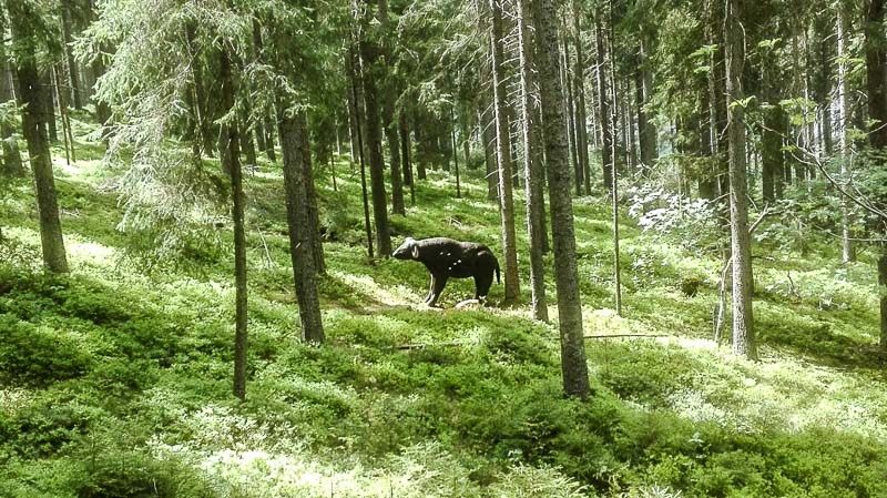 instarch 180509 1040 x 584 5-bogenschiessen