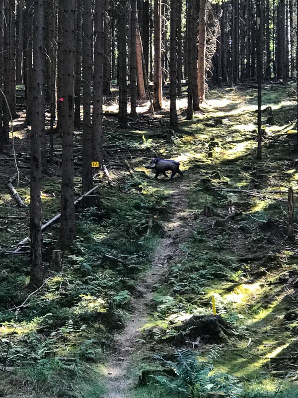 instarch 5030. Juli 2018-bogenschiessen