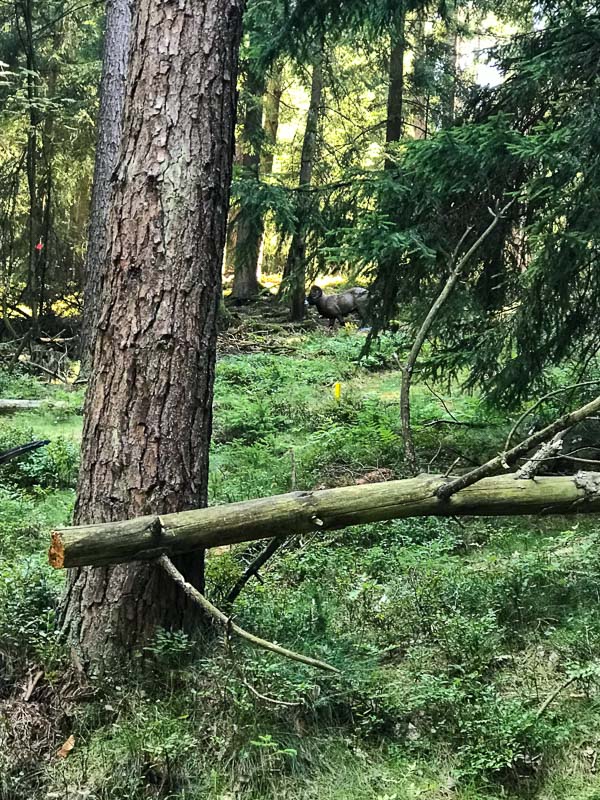 instarch 6230. Juli 2018-bogenschiessen