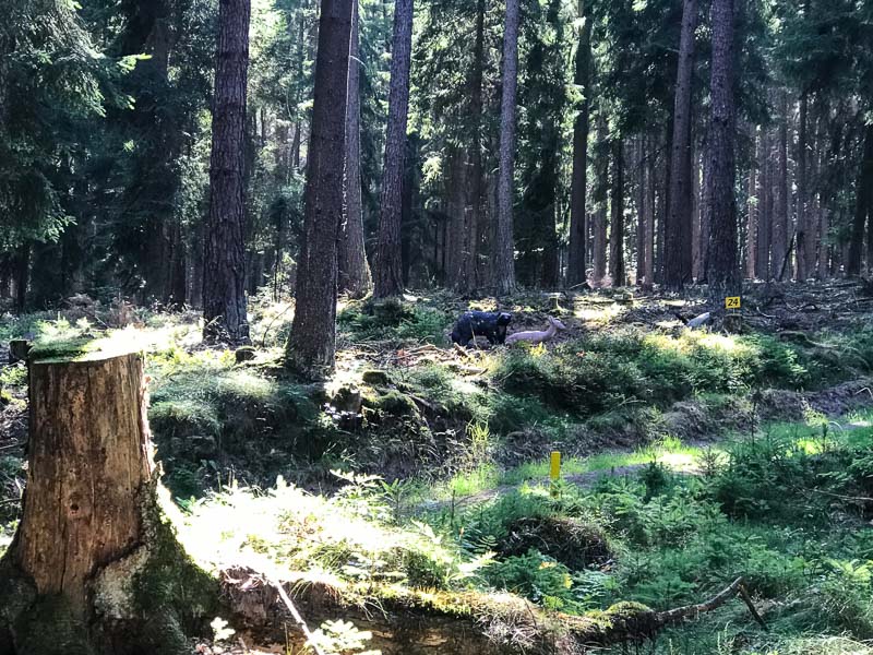 instarch 6730. Juli 2018-bogenschiessen