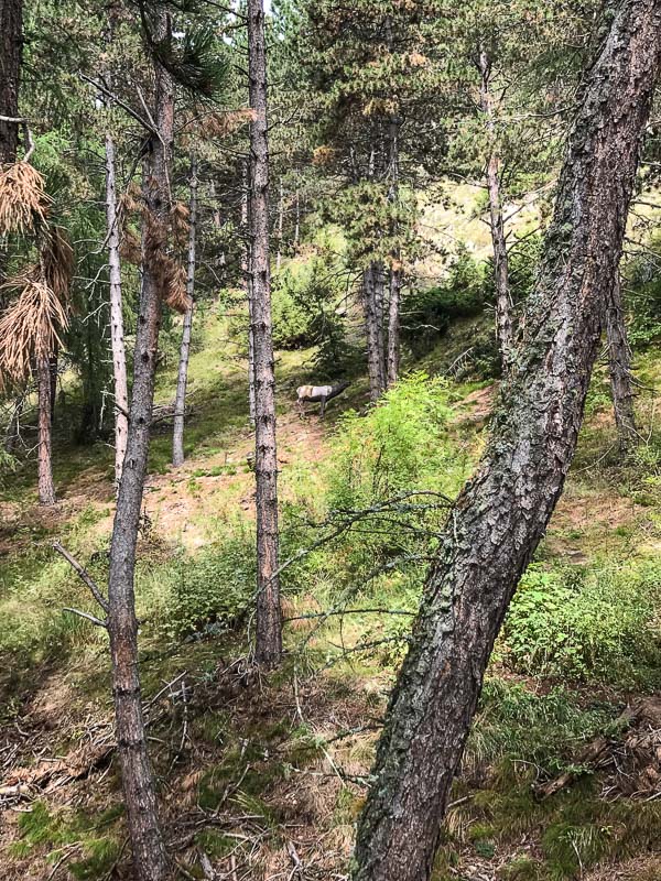 instarch 180830 3024 x 4032 50-bogenschiessen