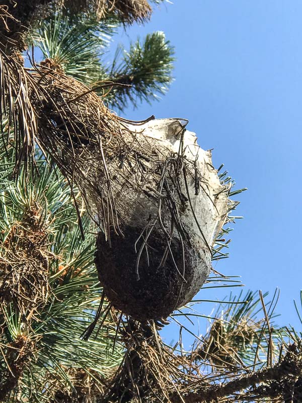 instarch 180830 3024 x 4032 64-bogenschiessen