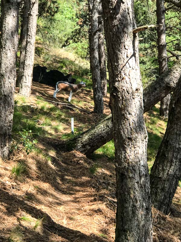 instarch 180830 3024 x 4032 71-bogenschiessen