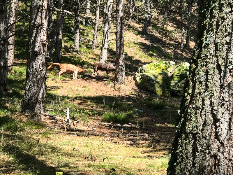 instarch 180830 4032 x 3024 37-bogenschiessen