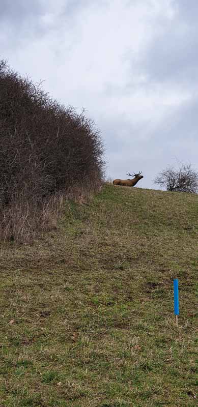 20190309 133700-bogenschiessen