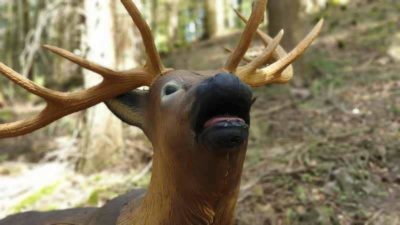 20190424 122936 e1599042063888-bogenschiessen