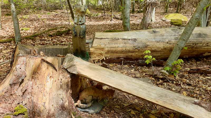 20190424 124059-bogenschiessen