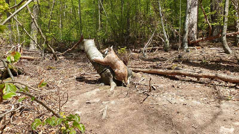 20190424 124724-bogenschiessen