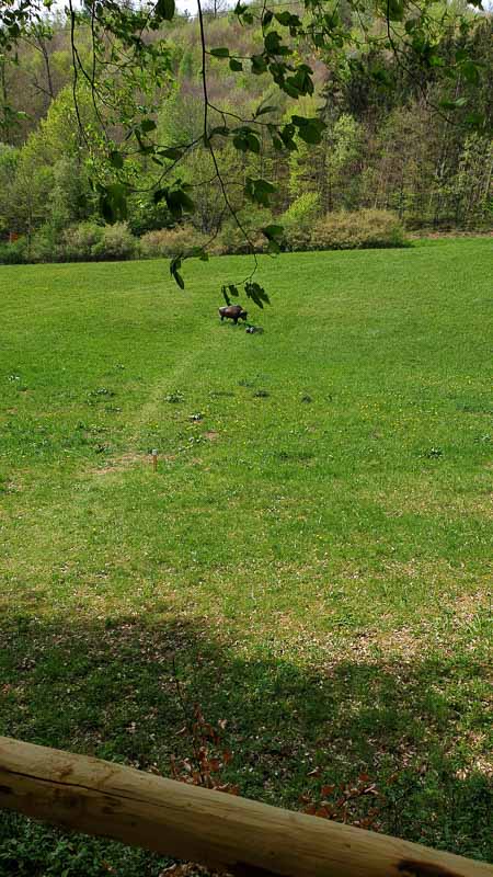 20190424 144442-bogenschiessen