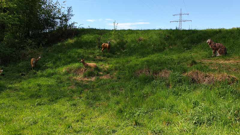 20190425 115801-bogenschiessen