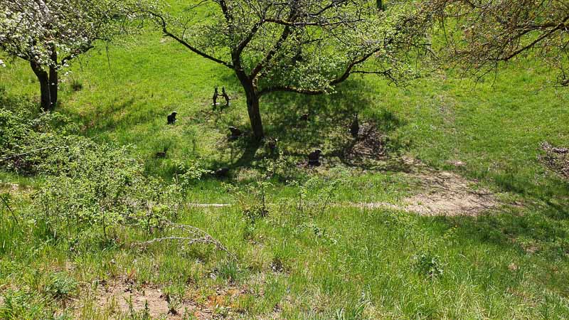 20190425 120705-bogenschiessen