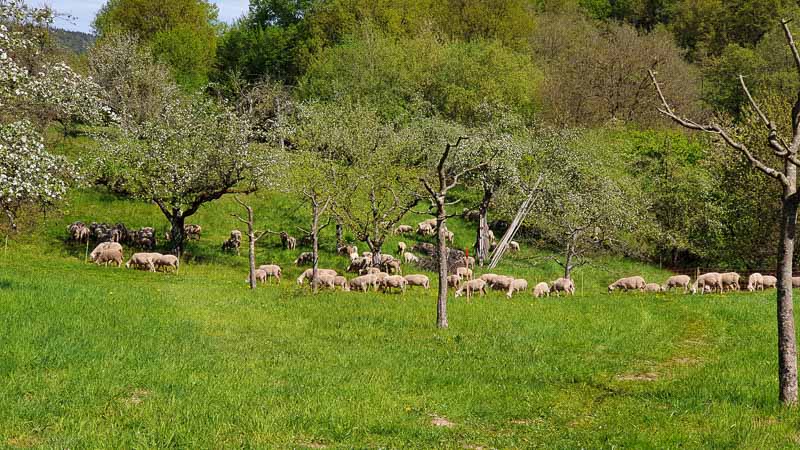20190425 121351-bogenschiessen