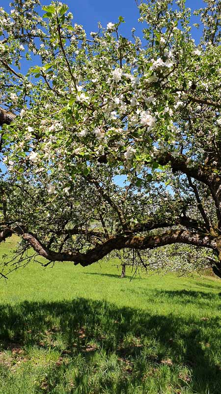 20190425 121406-bogenschiessen