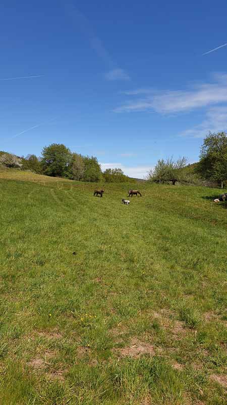 20190425 121644-bogenschiessen