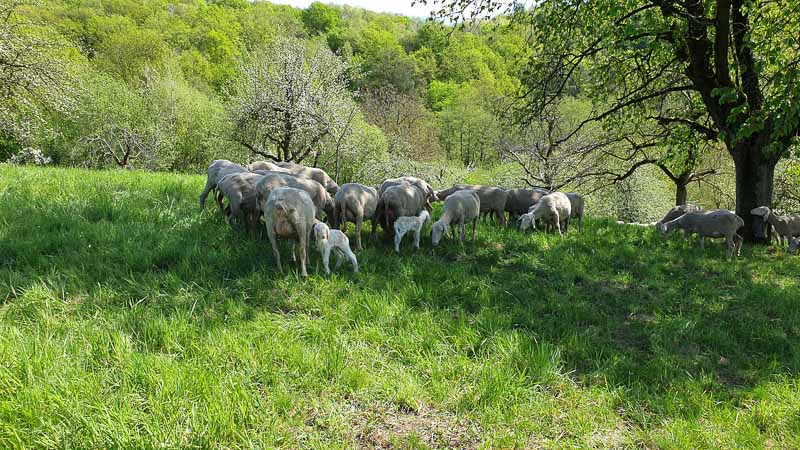 20190425 121749-bogenschiessen