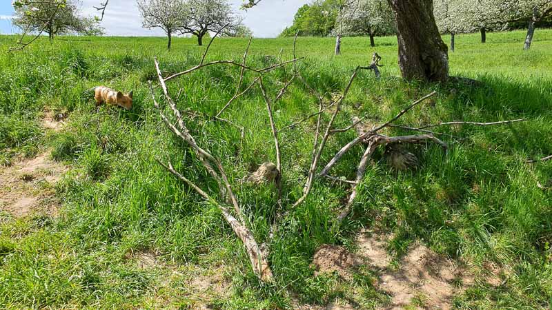 20190425 125951-bogenschiessen