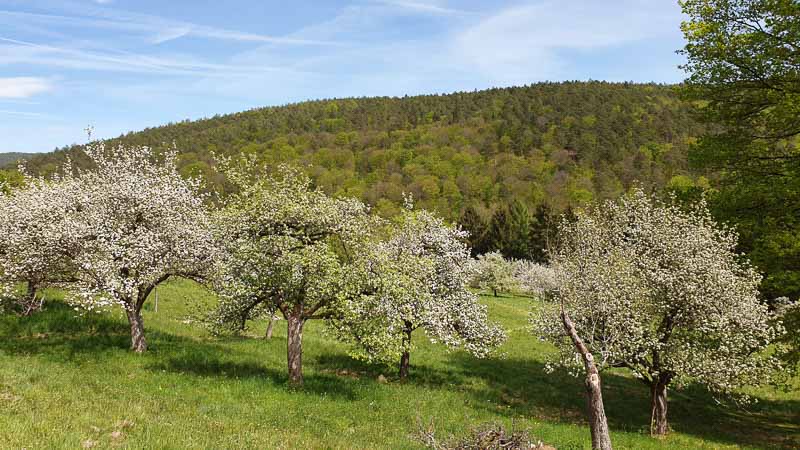 20190425 132743-bogenschiessen