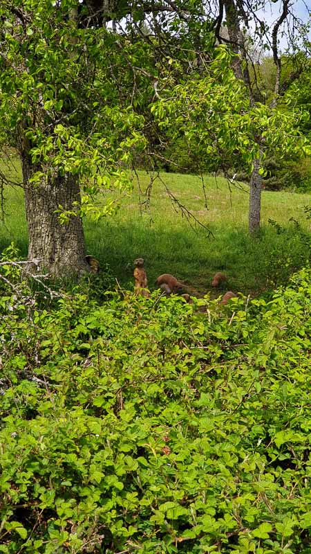 20190425 133409-bogenschiessen