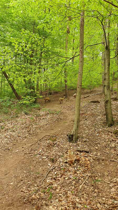 20190425 143146-bogenschiessen