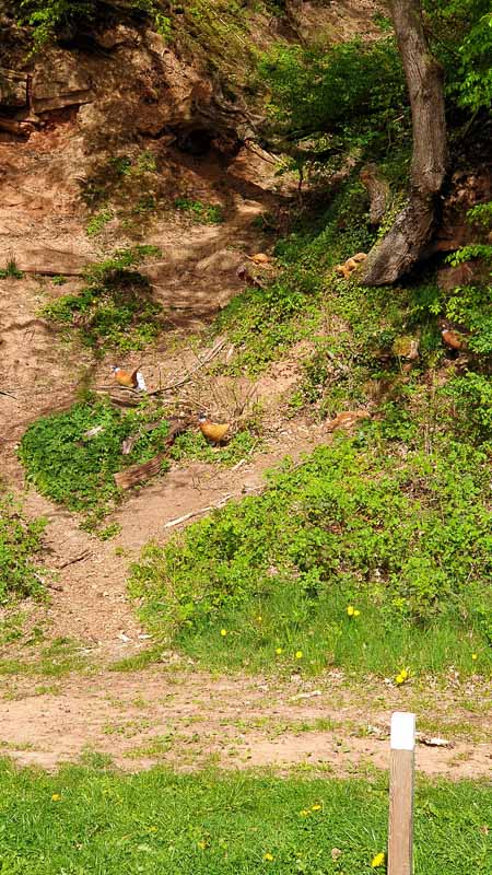 20190425 154802-bogenschiessen