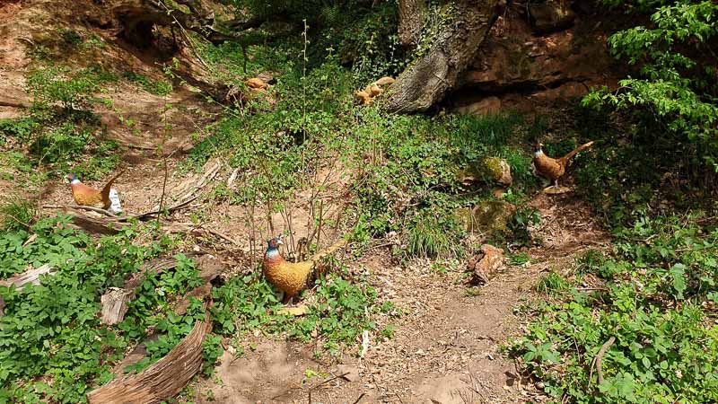 20190425 155119-bogenschiessen