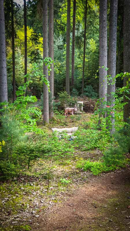 20190517 161958-bogenschiessen