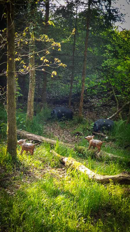 20190517 180920-bogenschiessen