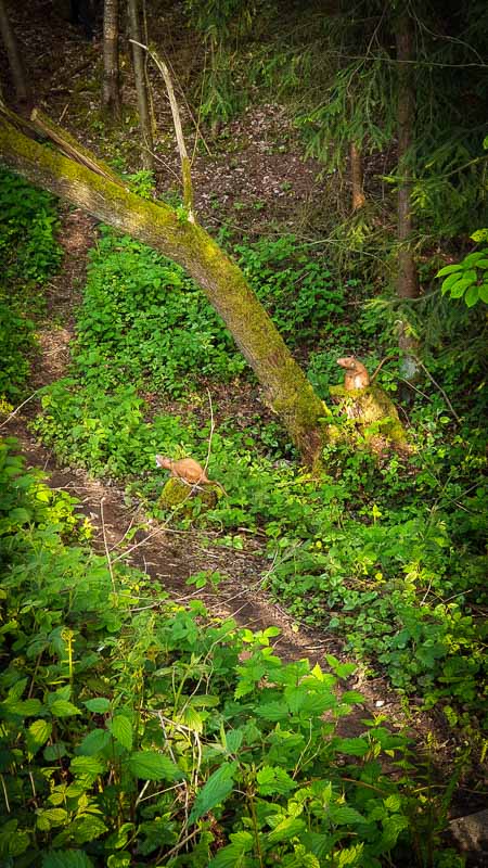 20190517 181905-bogenschiessen