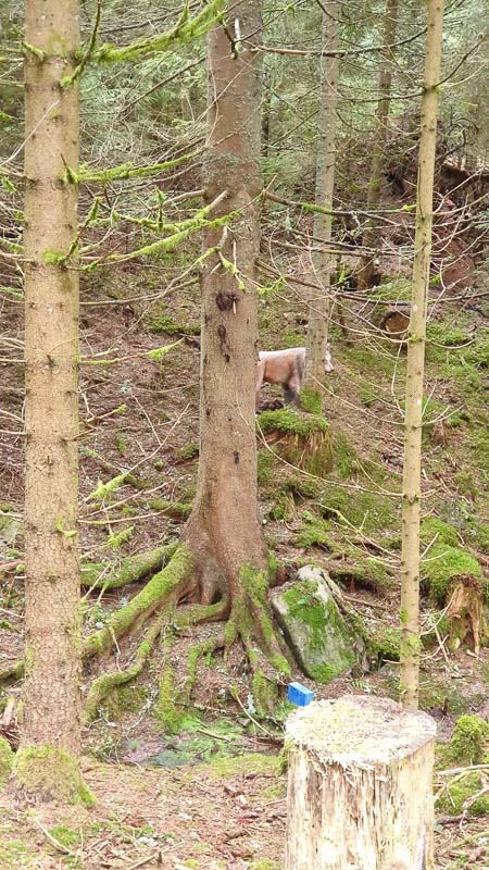 instarch 190503 2268 x 4032 20-bogenschiessen