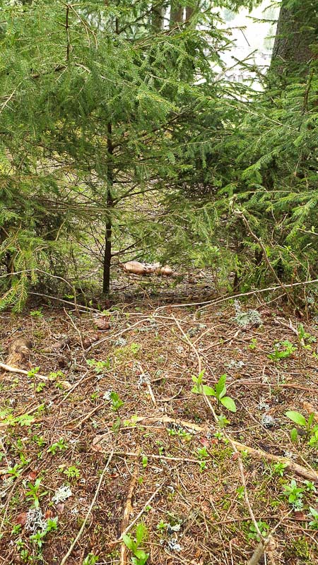 instarch 190503 2268 x 4032 30-bogenschiessen