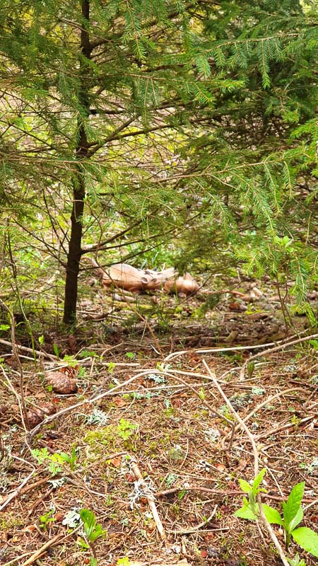 instarch 190503 2268 x 4032 31 1-bogenschiessen