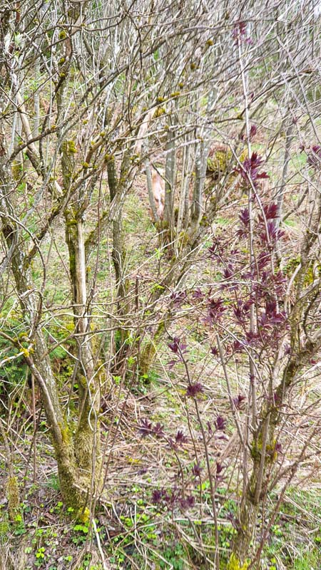 instarch 190503 2268 x 4032 7-bogenschiessen