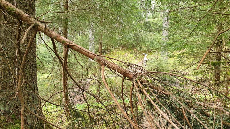 instarch 190503 4032 x 2268 3-bogenschiessen