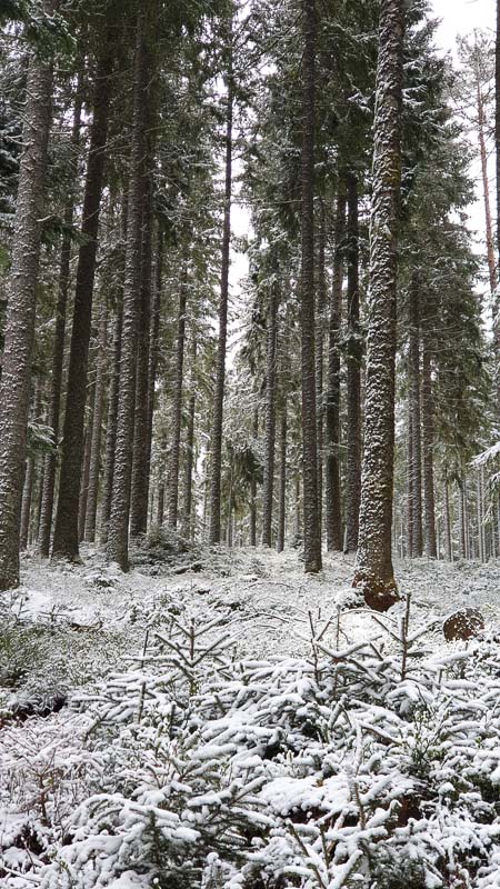 instarch 190505 2268 x 4032 5-bogenschiessen