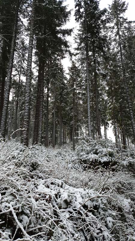 instarch 190505 2268 x 4032 6-bogenschiessen