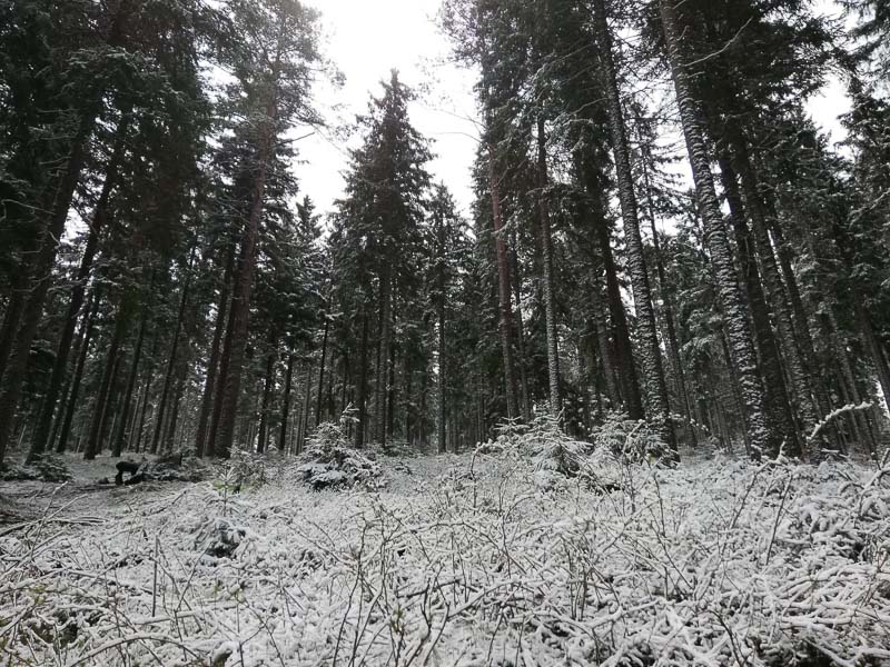 instarch 190509 1599 x 1200 14-bogenschiessen