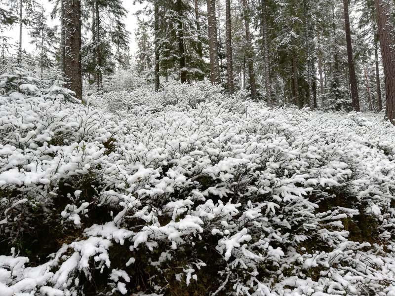 instarch 190509 1599 x 1200 16-bogenschiessen