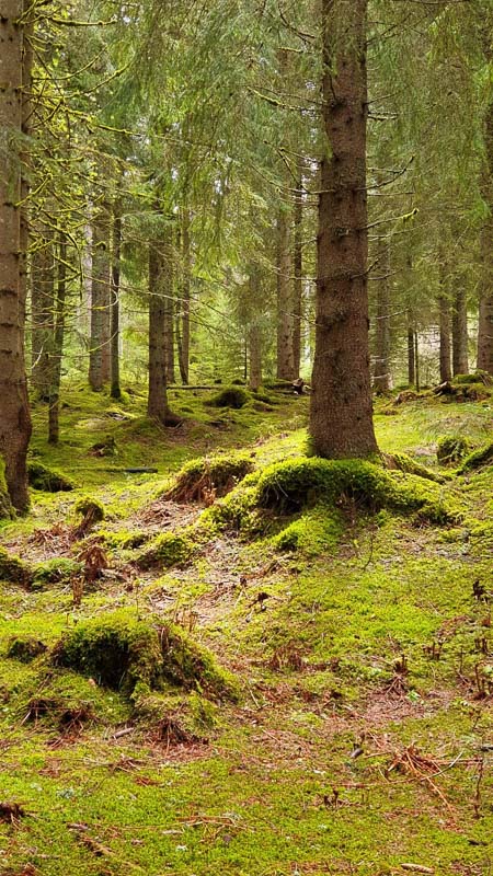 instarch 190509 900 x 1600-bogenschiessen