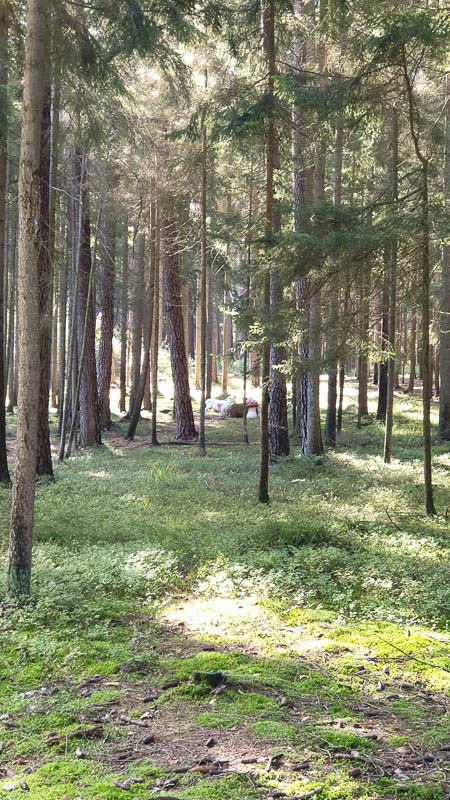 instarch 191012 2268 x 4032 40-bogenschiessen