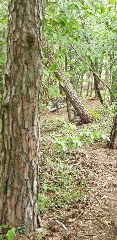 instarch 200727 1960 x 4032 17-bogenschiessen