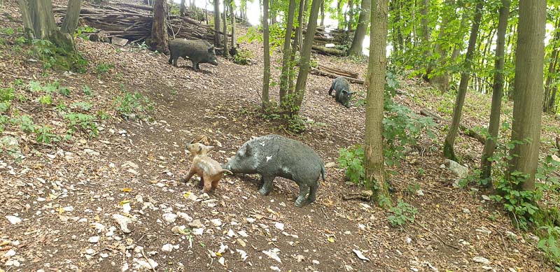 instarch 200727 4032 x 1960 19-bogenschiessen