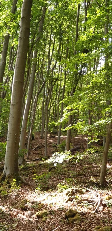 instarch 200525 1960 x 4032 10-bogenschiessen