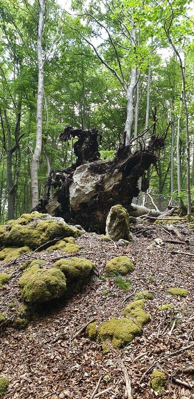 instarch 200525 1960 x 4032 22-bogenschiessen