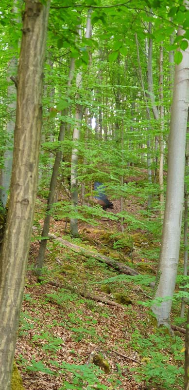 instarch 200525 1960 x 4032 44-bogenschiessen